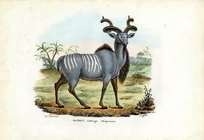 Greater Kudu, 1863-79 by Raimundo Petraroja
